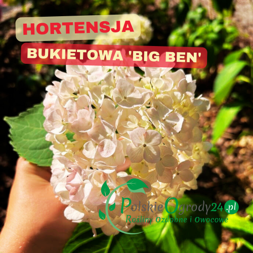 Hortensja bukietowa Big Ben wysokie kwitnienie, białe wiechy, mocne pędy