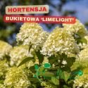 Hortensja Limelight spektakularne stożkowe kwiatostany, mrozoodporna, efekt ogrodu