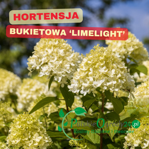 Hortensja Limelight spektakularne stożkowe kwiatostany, mrozoodporna, efekt ogrodu