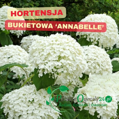 Hortensja Annabelle kuliste, śnieżnobiałe kwiaty, odporna, bujna ozdoba ogrodu