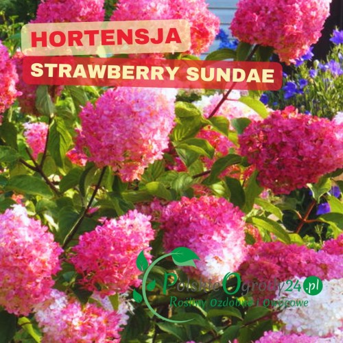 Hortensja Strawberry białe kwiaty z różowym obrzeżem, efekt ogrodu, błyskawiczne kwitnienie