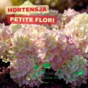 Hortensja Petite Flori kompaktowy krzew o białych kwiatach, mrozoodporna, idealna do małych ogrodów