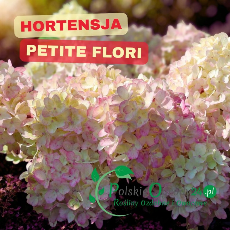 Hortensja Petite Flori 