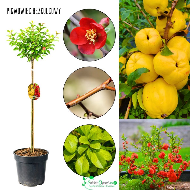 pigwowiec na pniu bezkolcowy sadzonka w donicy wys. 80-120 cm.