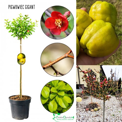Pigwowiec na pniu Gigant 80–120 cm – owocuje obficie