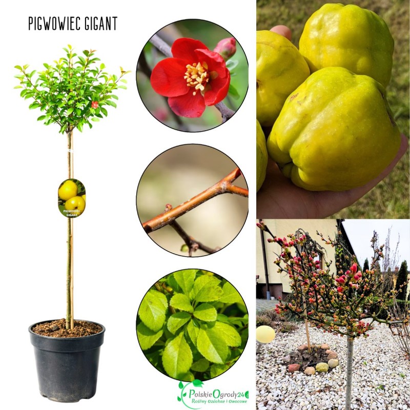 pigwowiec na pniu gigant sadzonka w donicy pokazane owoce pigwowca