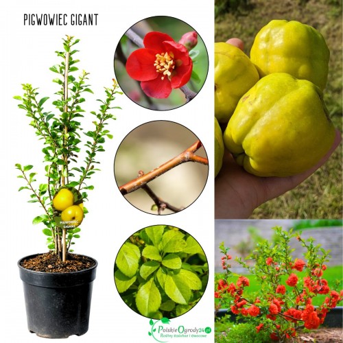 Pigwowiec Gigant krzew 30–50 cm – duże owoce