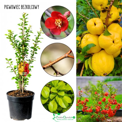 Pigwowiec bezkolcowy krzew o wysokości 30-50 cm. sadzonka pigwowca zbliżenie na kwiaty i owoce pigwowca