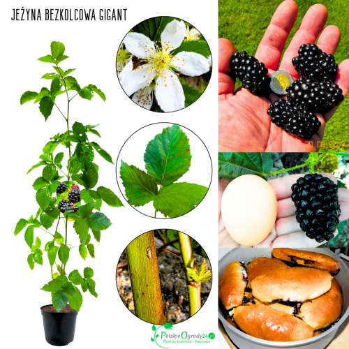 JEŻYNA BEZKOLCOWA Gigant 40-70cm