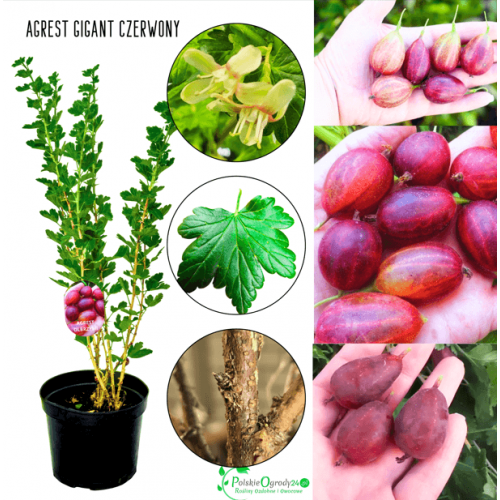 Agrest Olbrzymi Gigant 40-60