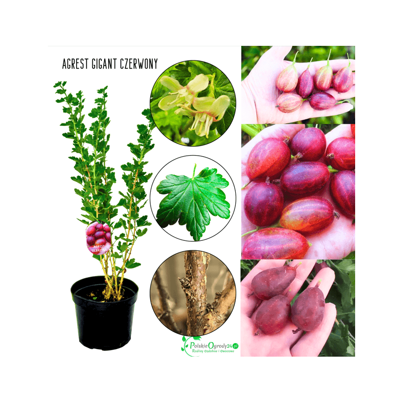 Agrest Gigant Olbrzymi sadzonka