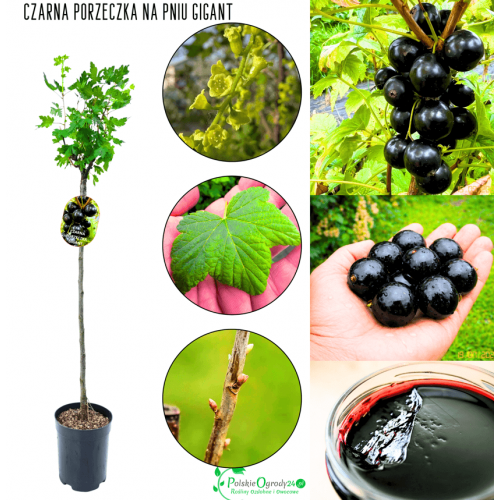 Porzeczka czarna na pniu Gigant 80-120 cm