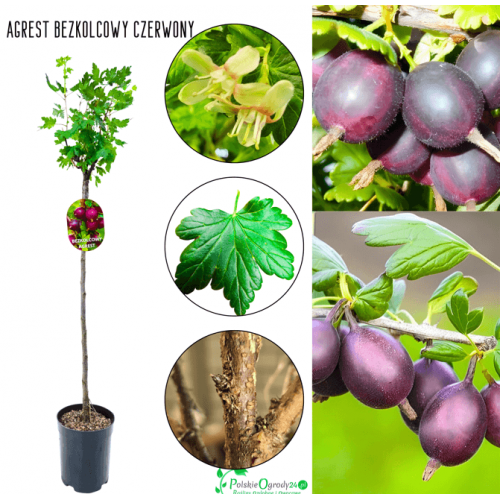 Agrest na pniu bezkolcowy 90-120 cm