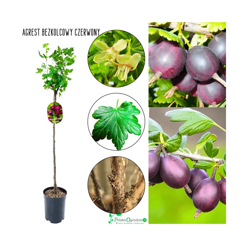 Agrest na pniu bezkolcowy