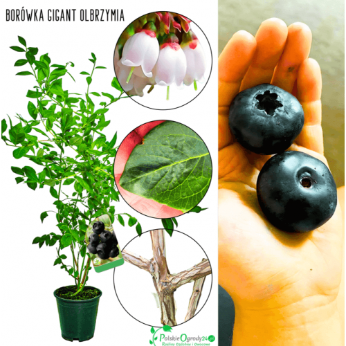 Borówka olbrzymia Gigant