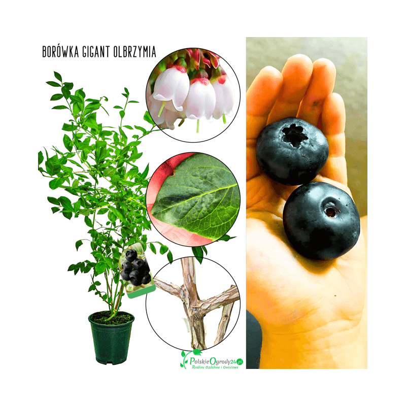 Borówka olbrzymia Gigant