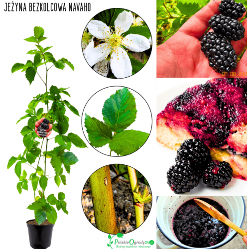 Jeżyna bezkolcowa Navaho 20-35 cm