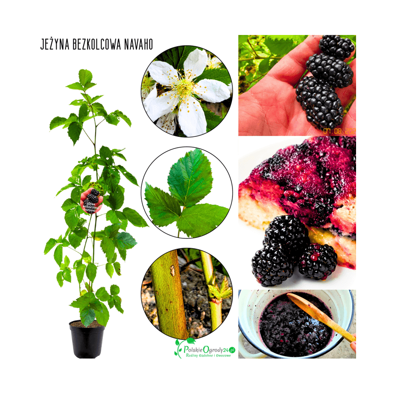 Jeżyna bezkolcowa Navaho