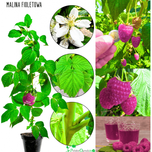 Malina fioletowa 40-70 cm