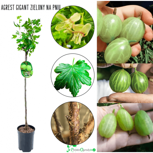 Agrest na pniu Gigant 90-120 cm