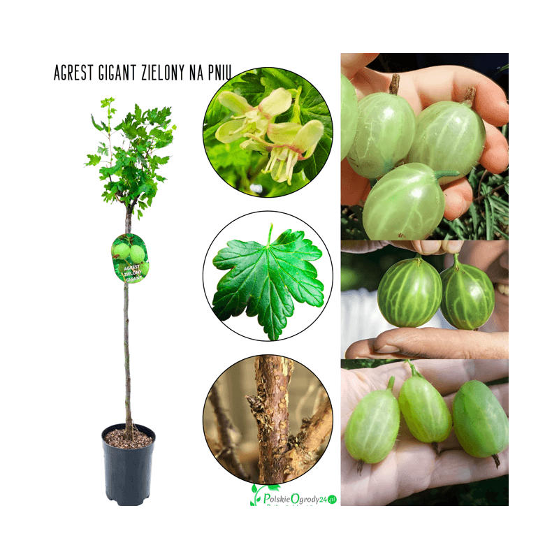 Agrest na pniu Gigant sadzonka