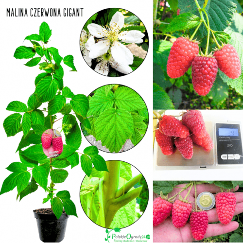 Malina czerwona Gigant 40-70 cm