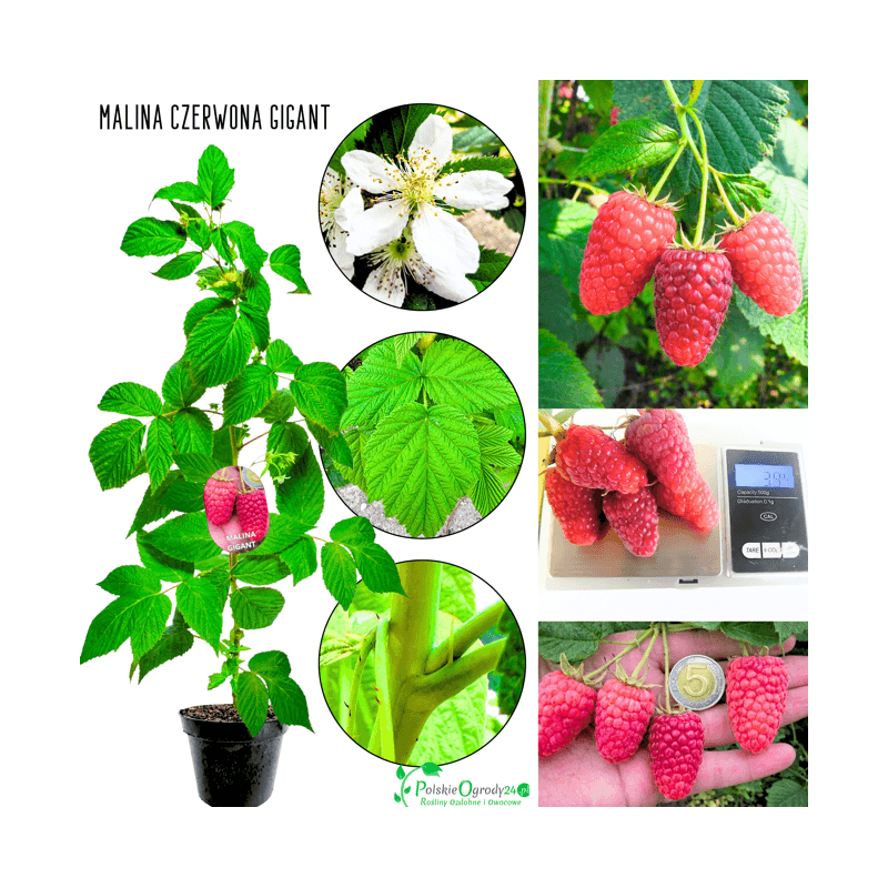 Malina czerwona Gigant