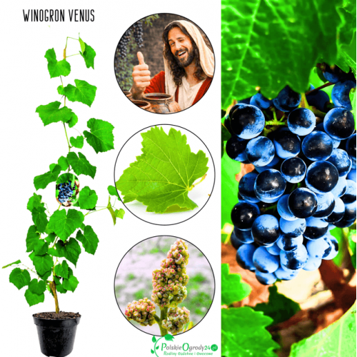 Winogron Venus sadzonka