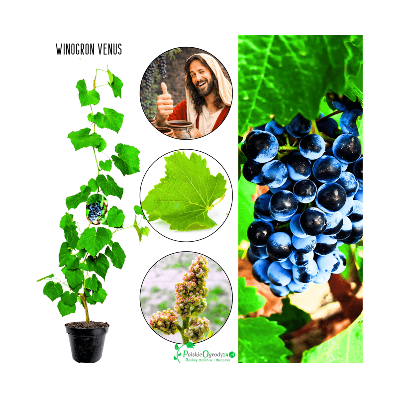 Winogron Venus sadzonka