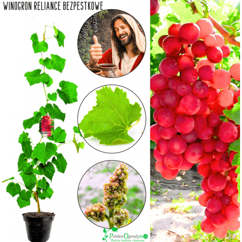 Winogron bezpestkowy Reliance sadzonka