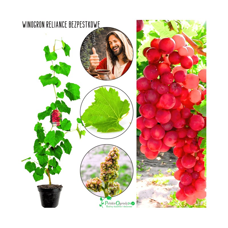 Winogron bezpestkowy Reliance sadzonka