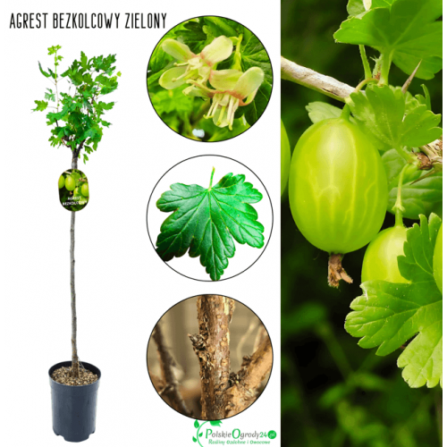 Agrest bezkolcowy zielony na pniu 90-120 cm