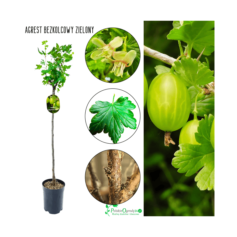 Agrest bezkolcowy zielony na pniu 90-120 cm