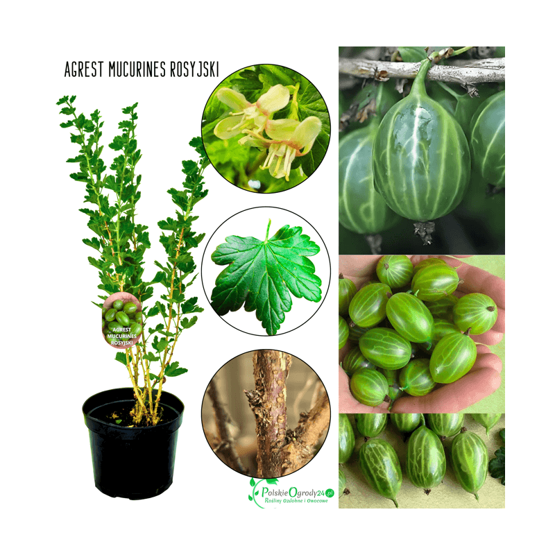 Agrest Mucurines Rosyjski Olbrzymi 40-60 cm