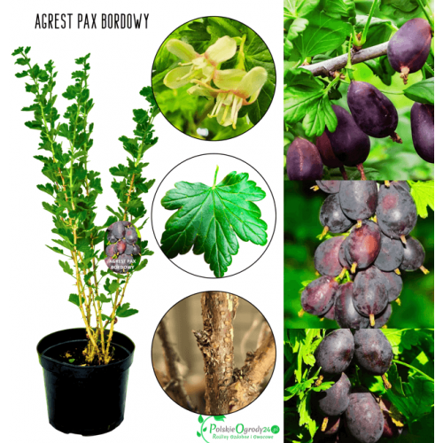 Agrest bordowy Pax 40-60 cm