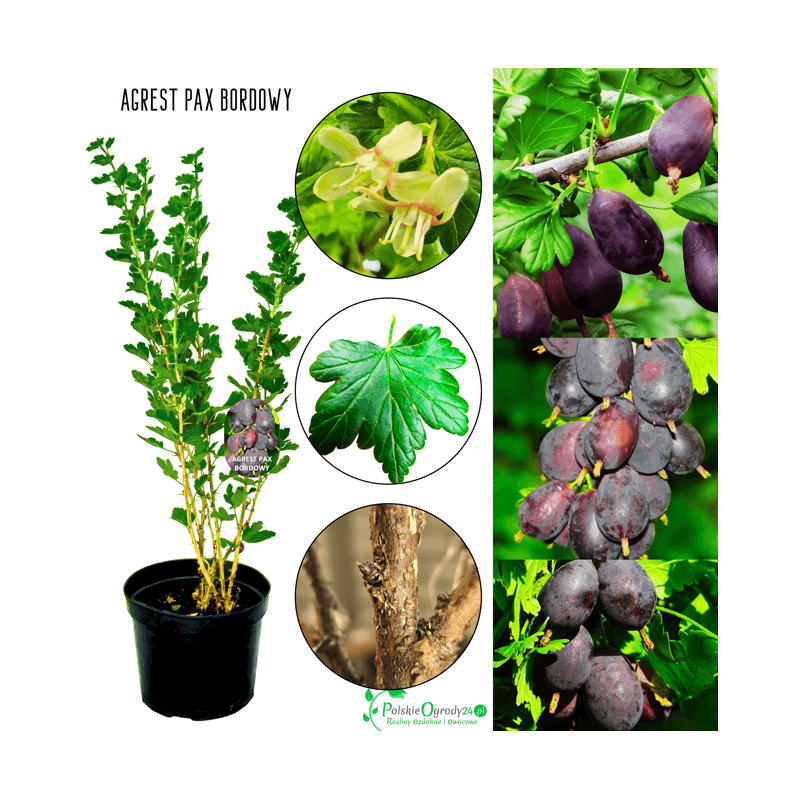 Agrest bordowy Pax 40-60 cm