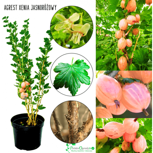 Agrest jasnoróżowy Xenia 40-60 cm