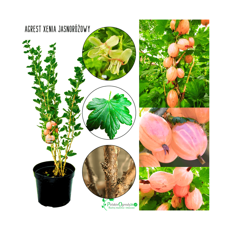 Agrest jasnoróżowy Xenia 40-60 cm