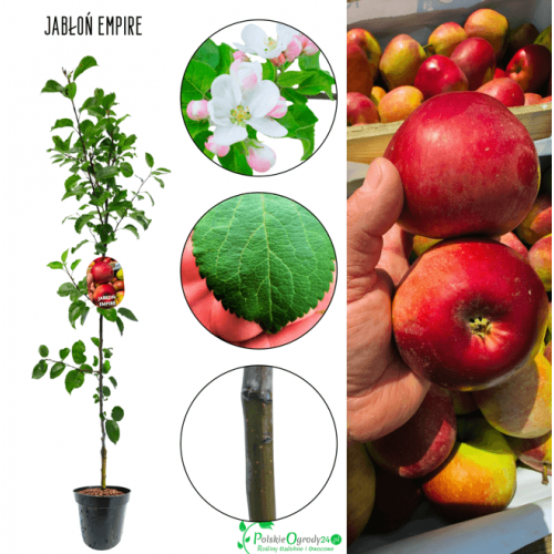 Jabłoń Empire 140-150 cm