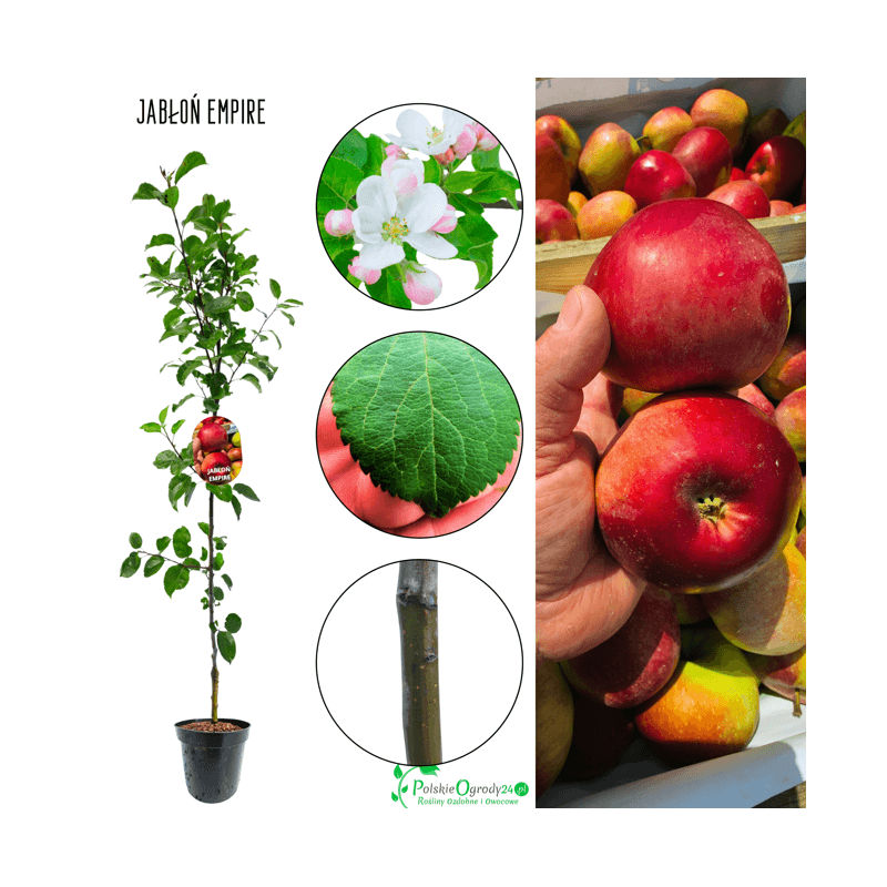 Jabłoń Empire 140-150 cm