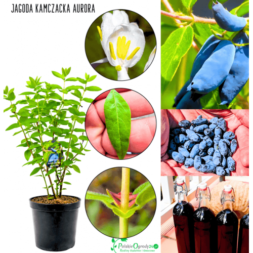 Jagoda kamczacka Aurora 35-70 cm