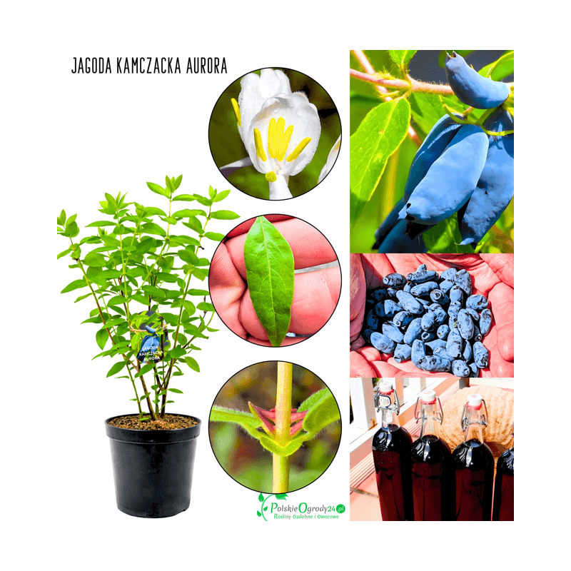 Jagoda kamczacka Aurora 35-70 cm