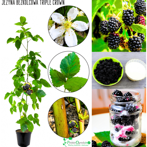 Jeżyna bezkolcowa Triple Crown 40-80 cm