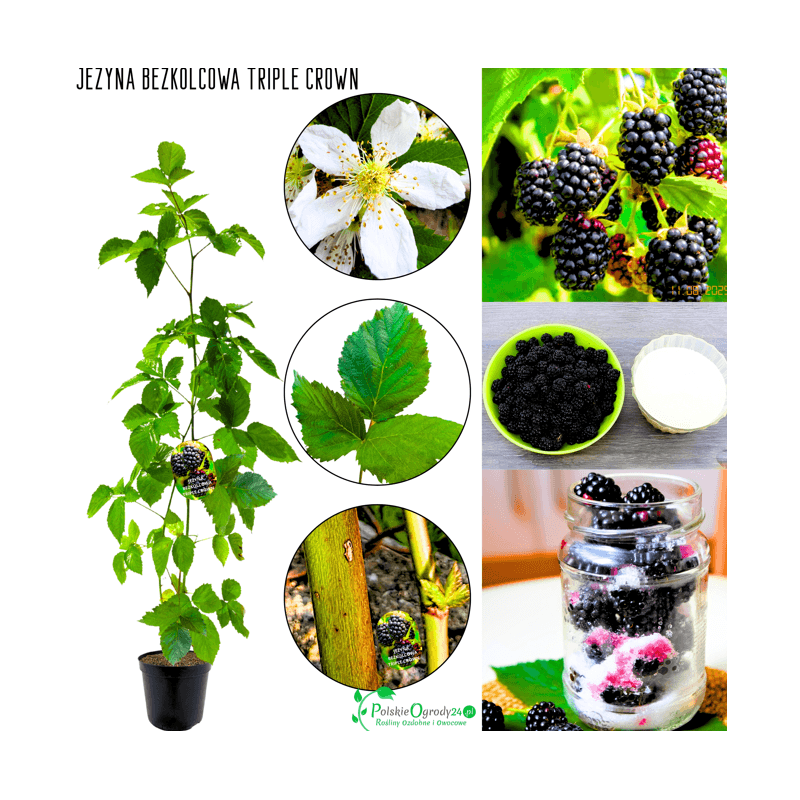 Jeżyna bezkolcowa Triple Crown 40-80 cm