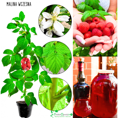 Malina wczesna czerwona 35-50 cm