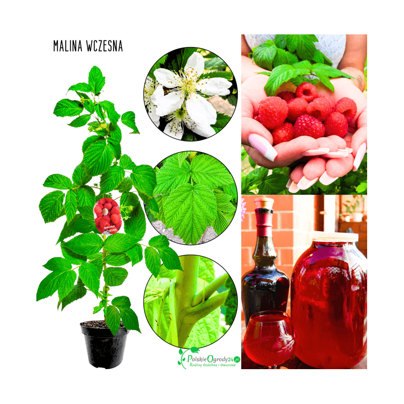 Malina wczesna czerwona 35-50 cm