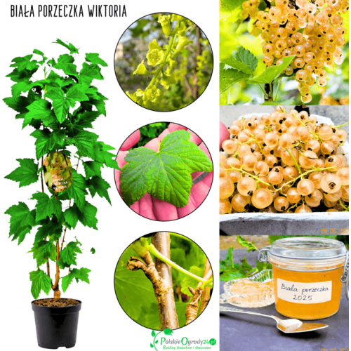 Porzeczka biała Viktoria 30-50 cm
