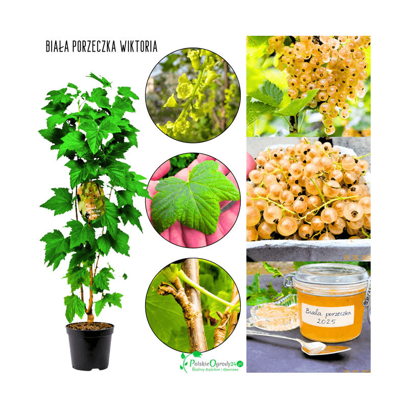 Porzeczka biała Viktoria 30-50 cm