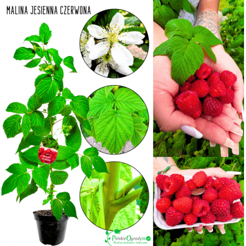 Malina jesienna czerwona 40-70 cm