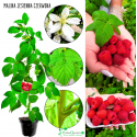 Malina jesienna czerwona 40-70 cm